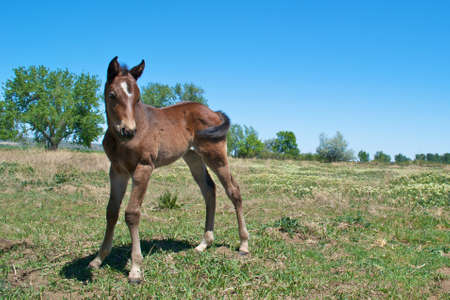 Brown Foalの写真素材