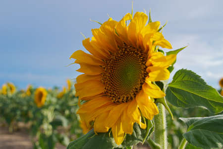 Sunflower with blue skyの写真素材