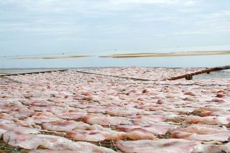 Dried squid fisherman's beach.の写真素材