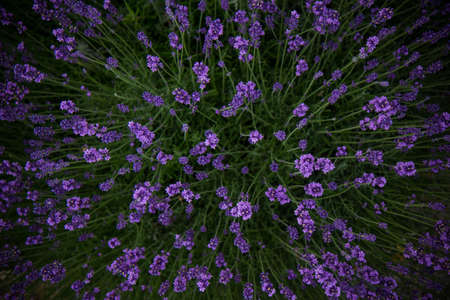 mysterious lavenderのeditorial素材