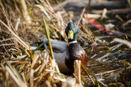 colorful duck hiding near the lake in the wildの写真素材