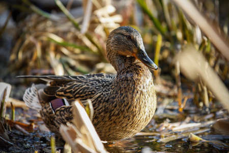 gray duck by the riversideの写真素材