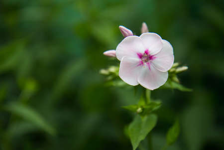 white genuine flower in the gardenの写真素材