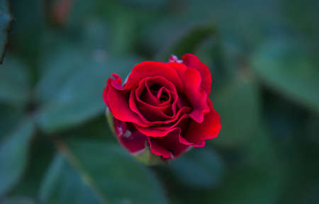 Red rose blossoming with passionの写真素材