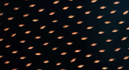 Gold Fish Isolated on a Black Background.の写真素材