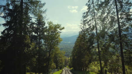 Mushrooms are Cleaned and Cut into Small Pieces in a Bowl.の写真素材