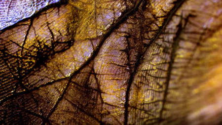 Macro skin, according to the folds of which