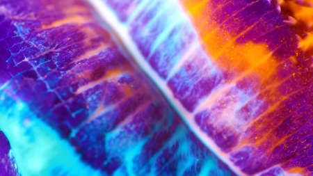 Macro skin, according to the folds of whichの写真素材