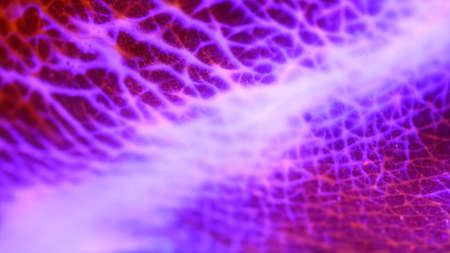 Macro skin, according to the folds of whichの写真素材