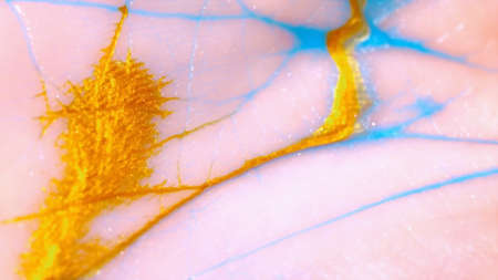 Macro skin, according to the folds of whichの写真素材