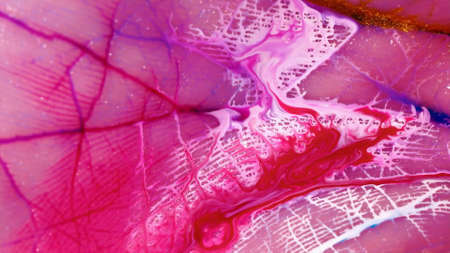 Macro skin, according to the folds of whichの写真素材