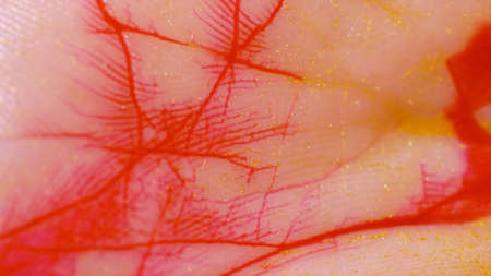 Macro skin, according to the folds of which