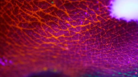 Macro skin, according to the folds of whichの写真素材