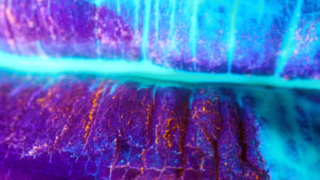 Macro skin, according to the folds of whichの写真素材