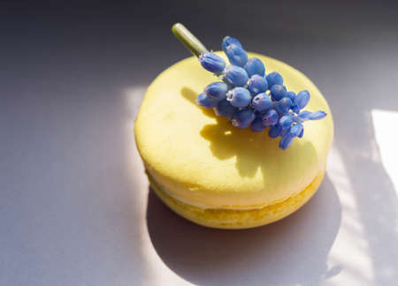 Macaroons Parisian cookie with violet in soft sunlight.の写真素材