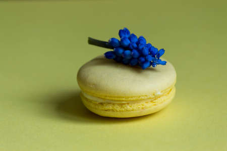 Macaroon traditional Parisian cookie. One violet flower and yellow background.の写真素材