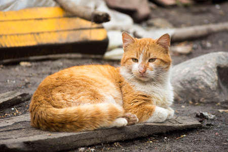 One lonely orange cat lying in the yard.の写真素材