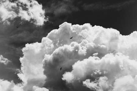 Blue Sky, Puffy Clouds and birds flying in black and white