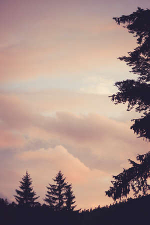 Orange clouds over pine tree silhouettes in the mountains.の写真素材