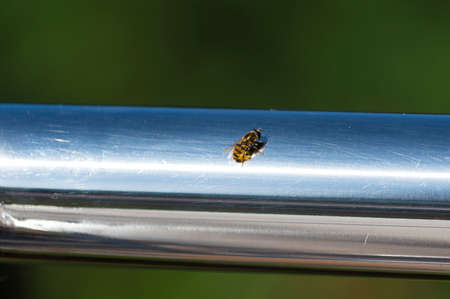 Closeup of one bee on a reflective surface.の写真素材