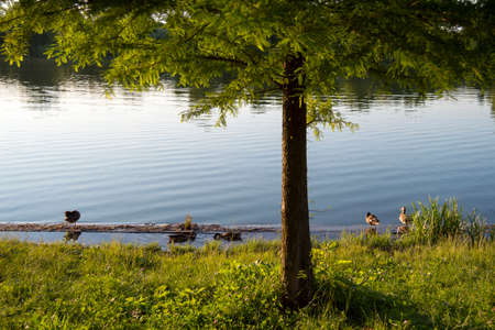 Ducks sitting on the lake shore in a summer sunny day.の写真素材