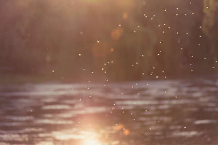 Small insects in magic sunset light. Filtered imageの写真素材