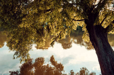 Reflection of a beautiful tree in the lake during autumn season.の写真素材