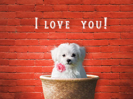 White puppy with a rose in his mouth in a basket against brick wall and the message I love you.の写真素材