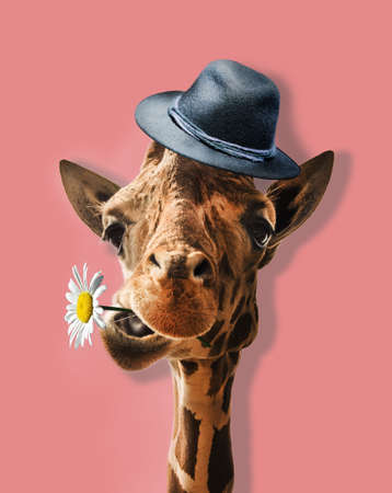 Kind giraffe with hat offering a daisy on pink background.の写真素材