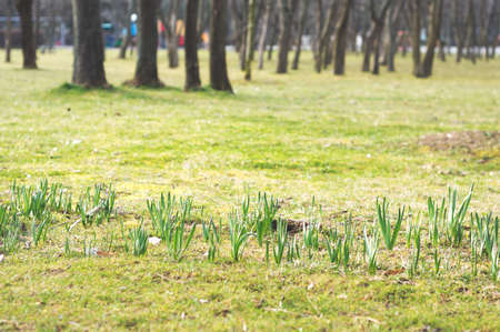 The early signs of spring in a park in Bucharest. Daffodils waiting to bloom.