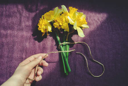 Florist workplace. Daffodils being ties with twine on purple cloth.