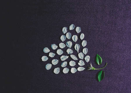 Spring blossom petals forming a heart on purple cloth