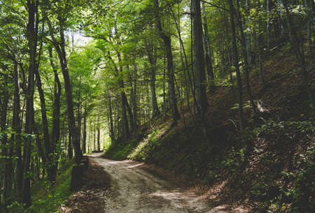 A pathway through dense woodland forest in Romania.の写真素材