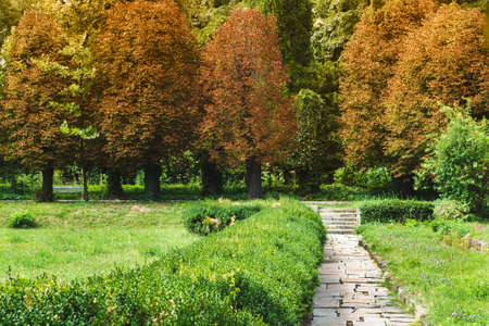 Summer green alley towards autumn. The passage from summer to autumnの写真素材