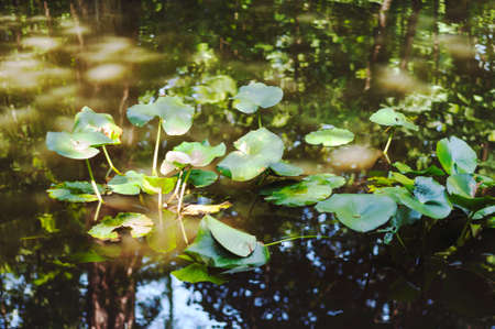 Water lilies on calm lake in soft magic light.の写真素材