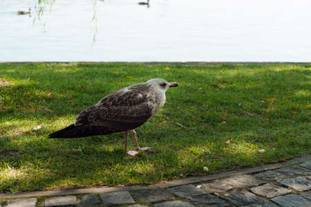 A lone baby seagull on the shore of the lake.