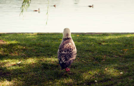 A lone baby seagull watching others birds on the lake. Loneliness conceptの写真素材