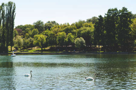 Bucharest, ROMANIA - August 14 2016: Peaceful corner of IOR park with swans on an emerald green lake. BUCHAREST -August 14 2016のeditorial素材