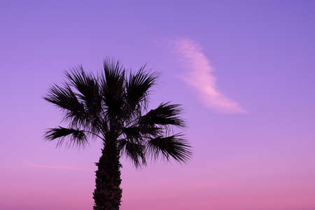Palm tree and ultra violet skyの写真素材