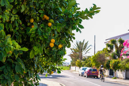 Lemon tree in bright sunlightLush vegetation on the streets of Larnaca.の写真素材