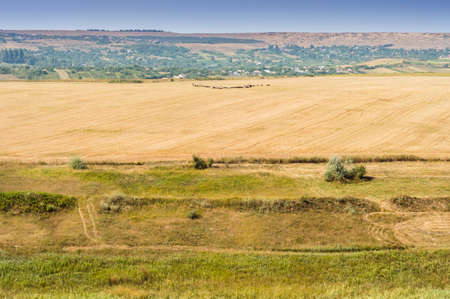Rural scenery in Moldavia in the north east of Romania. Golden fields and sheep flock in the distance.の写真素材