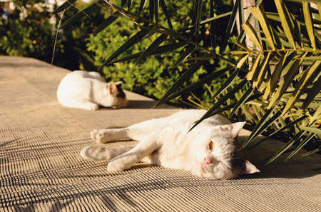 Lazy cats of Cyprus sleeping in the sun.の写真素材