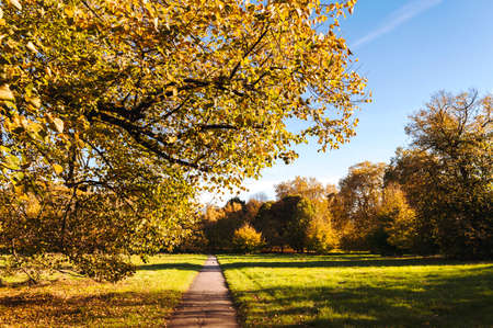 Classic autumn view in a park in London. Bright sunny day and beautiful colored trees.の写真素材