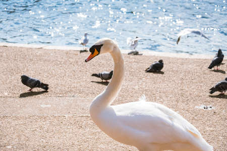 Graceful swan in bright sunlight on the lake shore in Regent's park, London.の写真素材