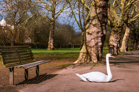 Swan sitting on the shore in Regents Parkの写真素材