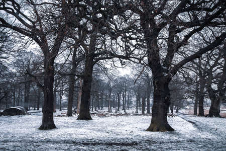 Snow falling over majestic trees in Richmond park on a winter day. Richmond Park is the largest park...
