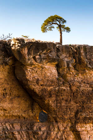Single trees on top of rock formations in the Grand Canyon in Arizonaの写真素材