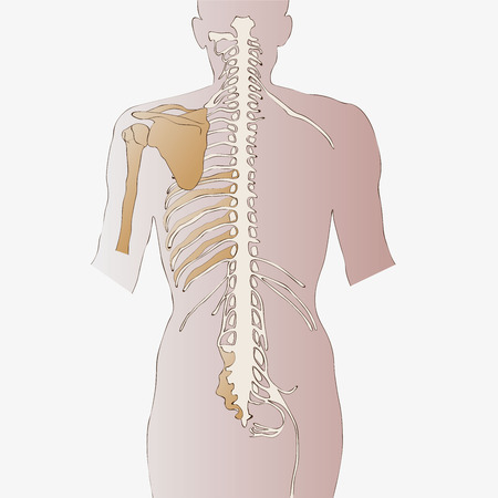 spinal cordのイラスト素材