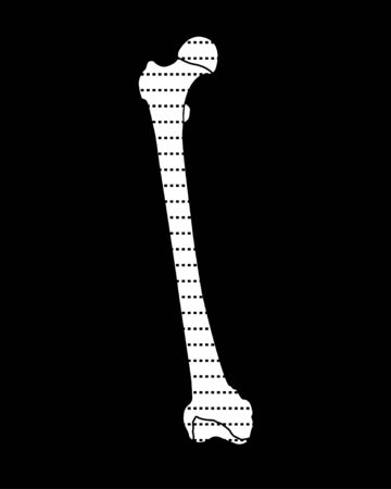 foot bones