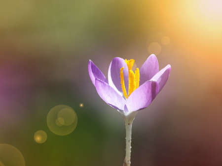 Beautiful spring purple crocuse in sunshine
